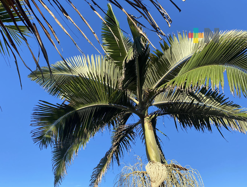 Emite SS/Sesver recomendaciones para mitigar la sensación extrema del calor